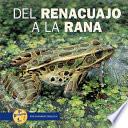 Del Renacuajo A La Rana