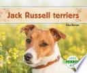 Jack Russell Terriers