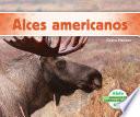 Alces Americanos (moose)